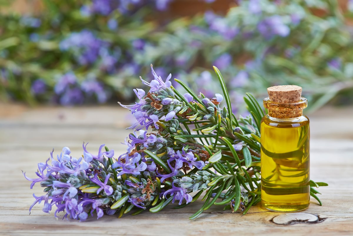 Rosemary essential oil